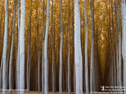 مزرعه درختان صنوبر