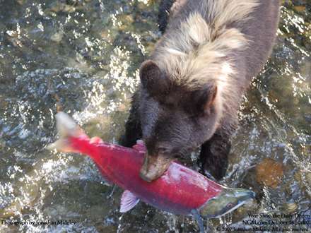 خرس سياه که يک ماهي آزاد را شکار کرده است