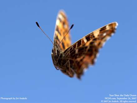 تصوير يک پروانه در حال پرواز