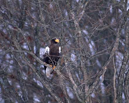 عقابي روي شاخه