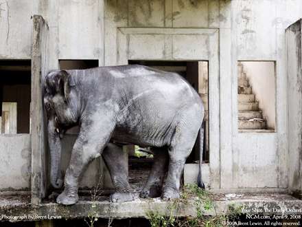 يک فيل بزرگ که با سرش به ديوار ضربه مي زند