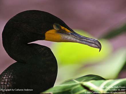 نماي نزديک از يک قره غاز