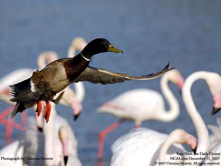 مرغابي درحال پرواز