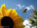 يک زنبور عسل درحال نزديک شدن به گل آفتاب گردان