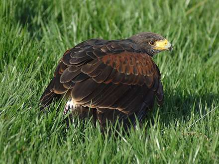 شاهيني نشسته روي علفها