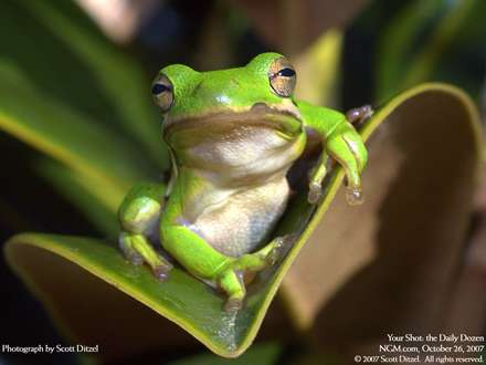 تصوير زيبا از يک قورباغه کوچک بر روي يک برگ