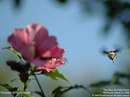 زنبور عسل در حال پرواز درکنار گلي زيبا