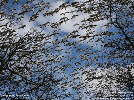 کوچ دسته جمعي غازهاي وحشي