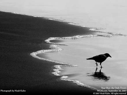 يک کلاغ در کنار ساحل دريا