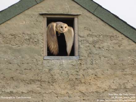 جغد درحال پرواز و بيرون آمدن از انبار کاه