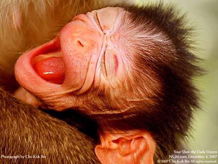 بچه ميمون زشت