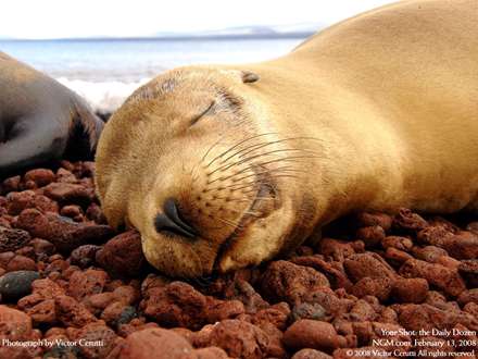 يک فک جوان که در ساحل لم داده است