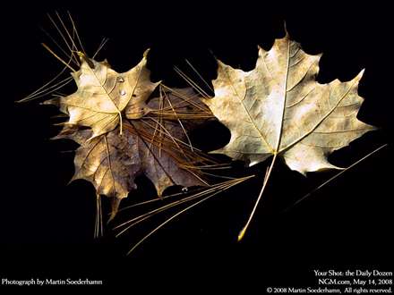 تصوير از چند برگ درخت