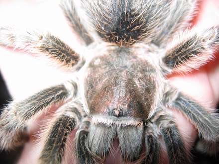 عنکبوتي از نزديک