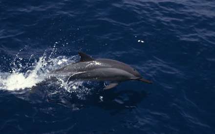 دلفين هاي سر ار آب برآورده