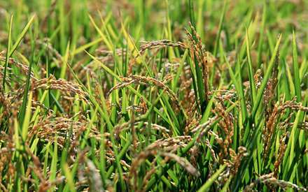 شاخه هاي  گندم با برگ