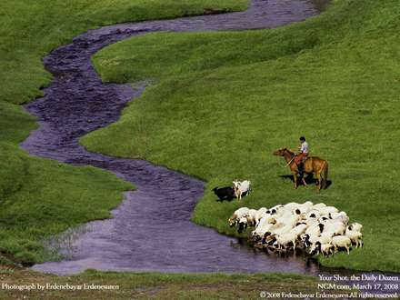 گله گوسفنددر کنار نهر آب