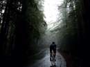 مردي در حال دوچرخه سواري ميان جنگل