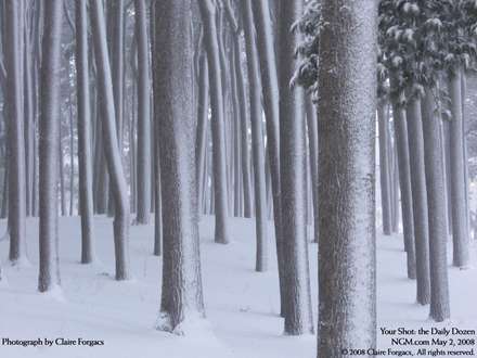 جنگل در يک روز برفي