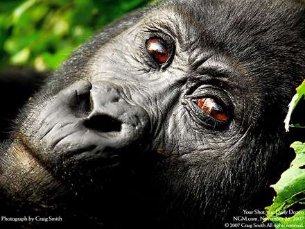 نماي نزديک از گوريل