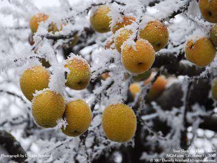 درخت سيب با کريستالهاي يخ زيبا