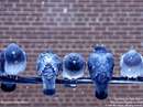 پنج کبوتر که روي سيم در يک روز سرد زمستاني هنگام بارش برف نشسته اند