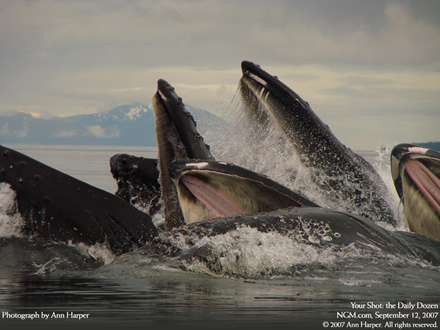 چند نهنگ کوهان دار در حال شکار ماهي ساردين