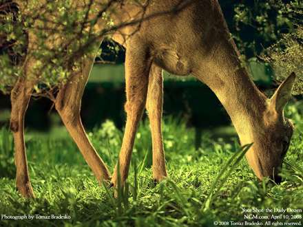 آهو درحال چَرا