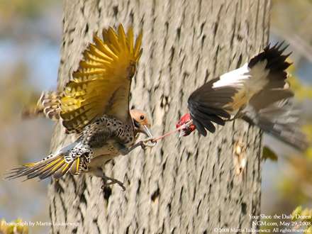 نبرد هوايي دو دارکوب