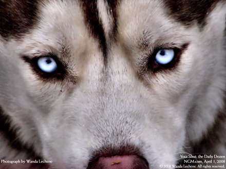 نماي نزديک از چهره ي يک گرگ