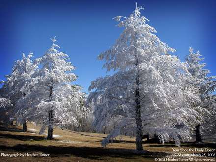 درختان بلورين