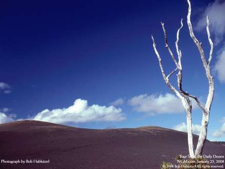منظره يک درخت خشکيده