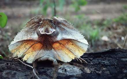 مارمولک يالدار