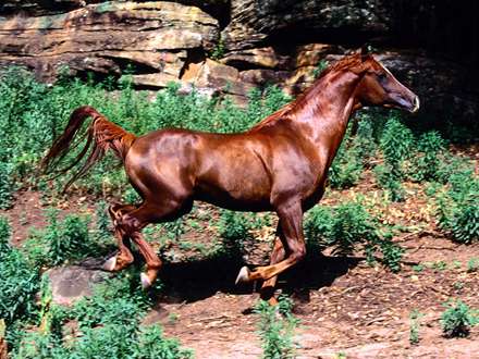 اسب قهوه اي