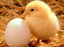 جوجه اي در آمده از تخم کنار تخم مرغها