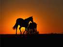 تصوير دو اسب در حال غروب آفتاب