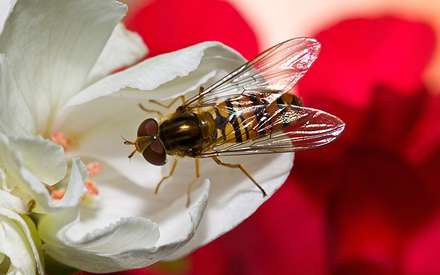 زنبوري روي گل سفيد