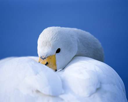 قويي که سر در پر خود فرو برده است