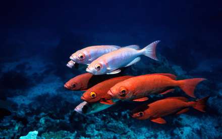 ماهيهاي قرمز و ماهيهاي صورتي