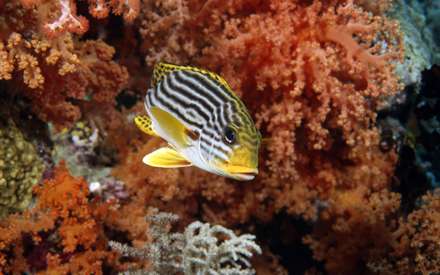 ماهي زرد و سفيد راهراه