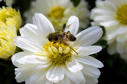 زنبوري روي گل سفيد در حال مکيدن شهد آن