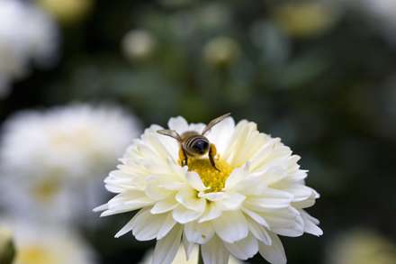 زنبوري روي گل سفيد در حال مکيدن شهد آن
