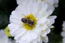 زنبوري روي گل سفيد در حال مکيدن شهد آن