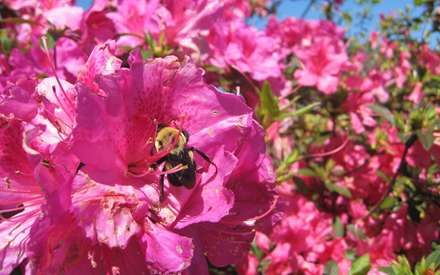 زنبوري روي گل بنفش