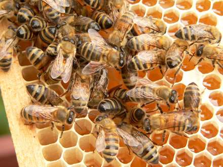 تعدادي زنبور روي کندو