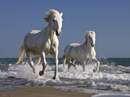 دو اسب سفيد در حال دويدن روي ساحل