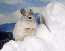يک موش سفيد روي برف