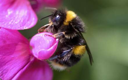 زنبوري روي گل بنفش در حال مکيدن شهد آن