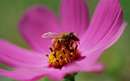 زنبوري روي گل بنفش در حال مکيدن شهد آن