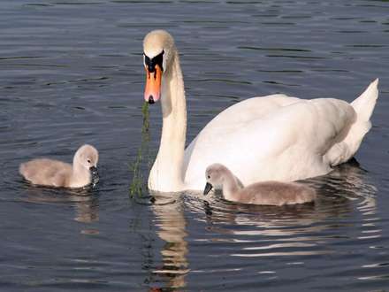 قويي همراه با دو جوجه اش